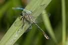 Gomphus flavipes